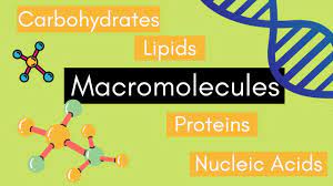 macromolecules Flashcards - Quizizz