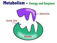 metabolism - Year 4 - Quizizz