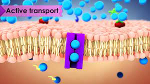 structure of a cell - Grade 10 - Quizizz