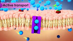 Cells and Cell Transport
