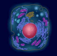 plant and animal cell - Year 8 - Quizizz