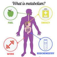 metabolisme - Kelas 3 - Kuis