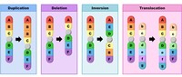 genetic mutation Flashcards - Quizizz