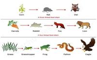 food chain Flashcards - Quizizz