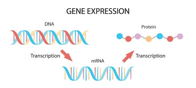 estrutura e replicação do DNA - Série 11 - Questionário