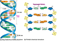 Struktura i replikacja DNA - Klasa 10 - Quiz