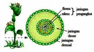 Ujian Bab Jaringan Tumbuhan Xi Ipa 2019 Quiz Quizizz