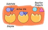 enzymes - Grade 6 - Quizizz