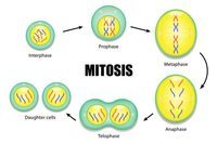 the cell cycle and mitosis - Year 7 - Quizizz