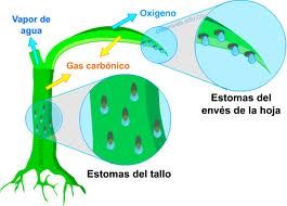 biologia vegetal - Série 5 - Questionário