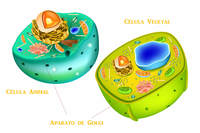 célula vegetal y animal - Grado 7 - Quizizz