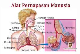 Kuis Pernafasan Manusia Science Quiz Quizizz