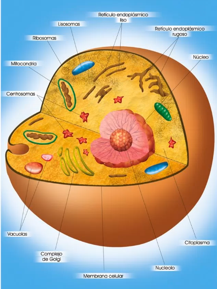 biologia humana Flashcards - Questionário