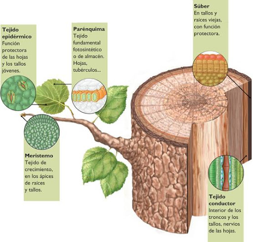 biologia vegetal - Série 7 - Questionário