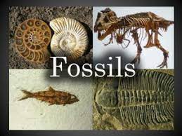 fossils - Class 10 - Quizizz