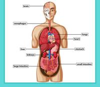 human biology - Class 3 - Quizizz