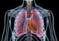 the circulatory and respiratory systems - Year 12 - Quizizz