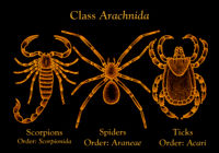 Animals Classification: Arachnids vs Insects