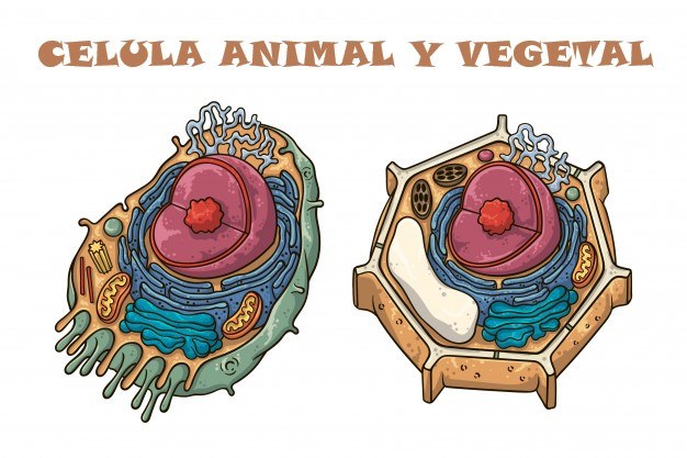 célula vegetal e animal - Série 5 - Questionário