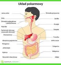 Aminokwasy - Klasa 7 - Quiz