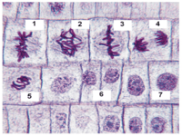 mitosis - Grado 11 - Quizizz