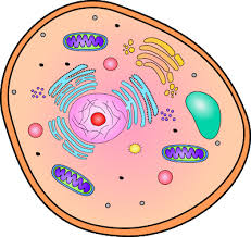 Prokaryotic and Eukaryotic Cells Basics