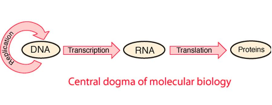 rna and protein synthesis - Class 8 - Quizizz