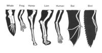 Homologous & Analogous Structures Review