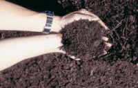 soils - Year 5 - Quizizz