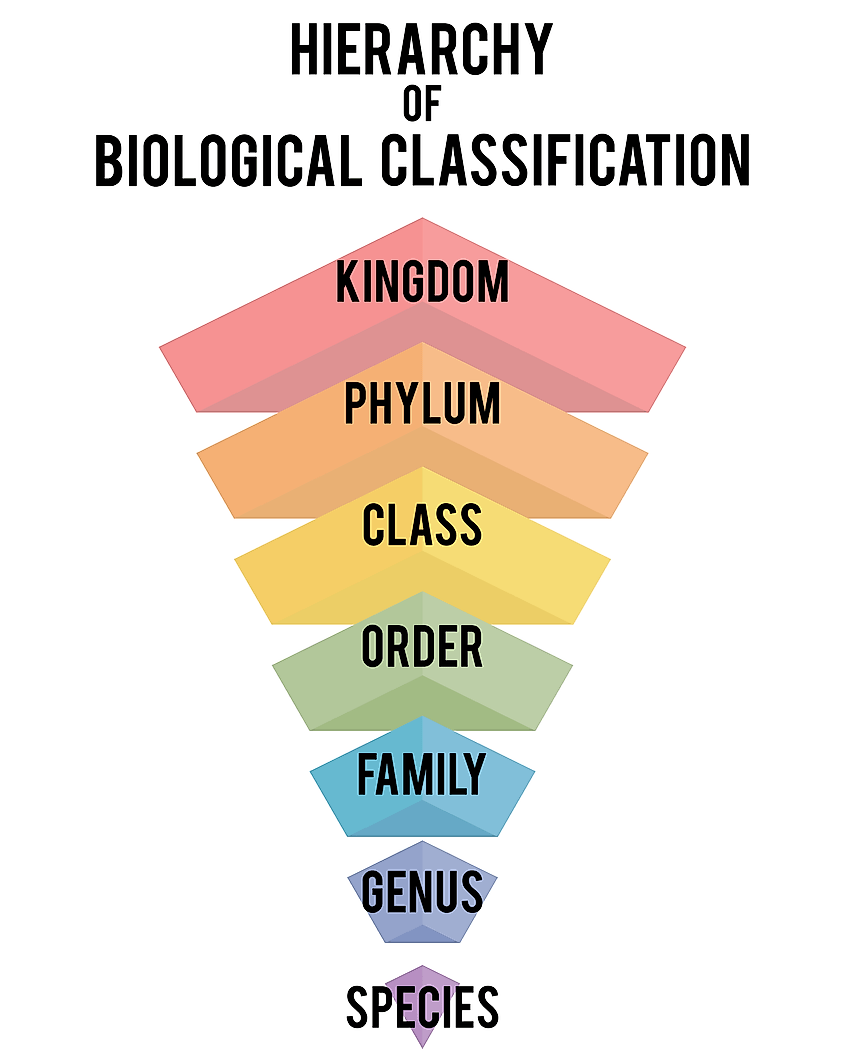 Taxonomy 1.2 Lesson