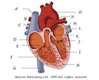 the circulatory and respiratory systems - Year 12 - Quizizz