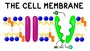 Cells & Cell Transport