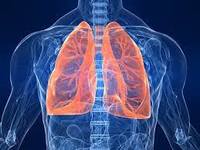 the circulatory and respiratory systems - Year 5 - Quizizz