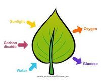 cellular respiration - Year 8 - Quizizz