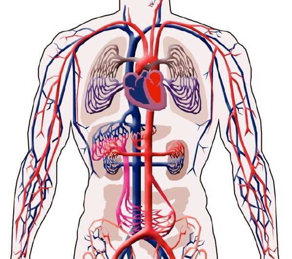 EL CUERPO HUMANO