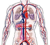 Biología humana - Grado 5 - Quizizz