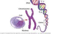 chromosome structure and numbers - Year 7 - Quizizz