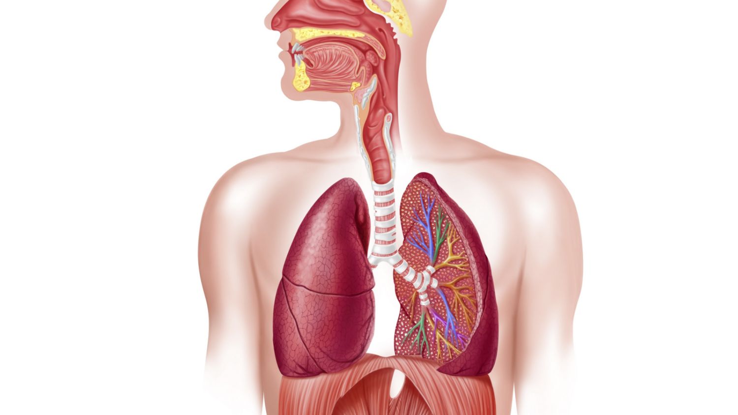 the circulatory and respiratory systems - Class 3 - Quizizz