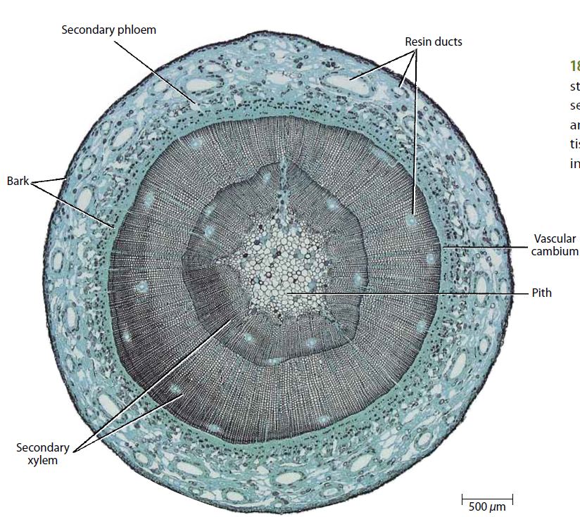 Anfistum 1 | Biology - Quizizz