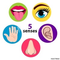 The 5 Senses - Class 10 - Quizizz