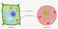 plant and animal cell - Class 1 - Quizizz