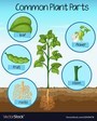 Producers, Photosynthesis and Plant Parts