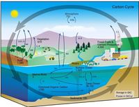 Chapter 2 Principles Of Ecology Study Guide Quizizz