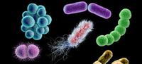 bacterias y arqueas - Grado 7 - Quizizz