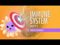 the immune system - Grade 12 - Quizizz