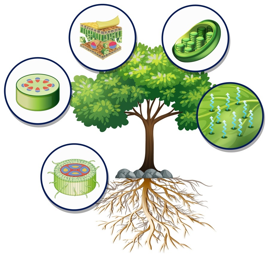 Jaringan penyimpan udara atau aerenkim pada tumbuhan banyak ditemukan pada jaringan