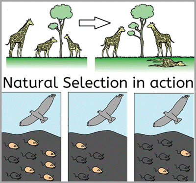 natural selection - Grade 9 - Quizizz