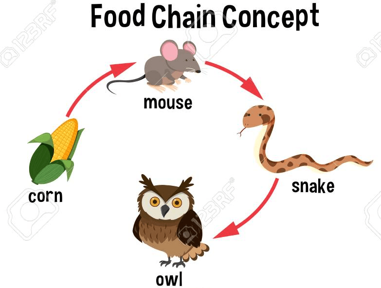 Food Chains & Food Webs | Quizizz