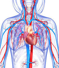 the circulatory and respiratory systems Flashcards - Quizizz