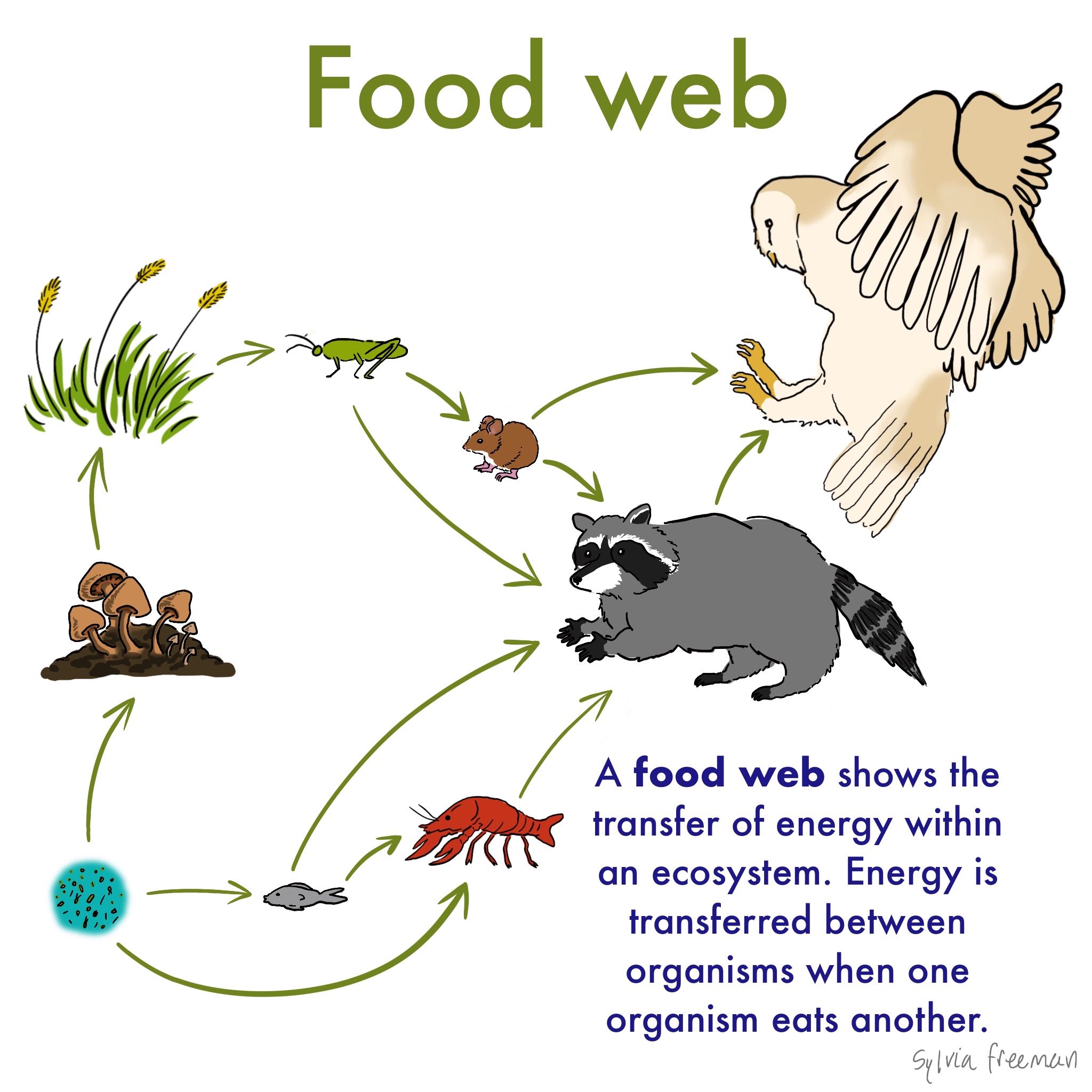 What Does Food Web Meaning In English